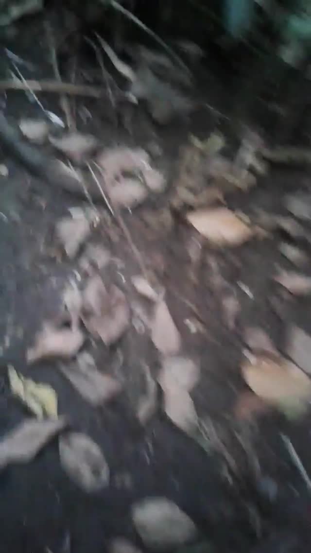 vid terbaru